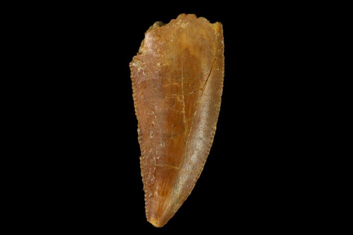 Serrated, Raptor Tooth - Real Dinosaur Tooth #149066
